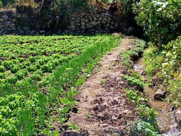 VENTA TERRENO EN YANACONA-URUBAMBA