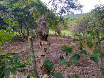 Venta de Hacienda de 40 hectáreas en Imantag