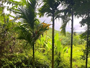 Over 6 Rai of Rubber Plantation Land for Sale in Takua Thung, Phang Nga