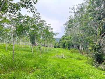 Over 6 Rai of Rubber Plantation Land for Sale in Takua Thung, Phang Nga