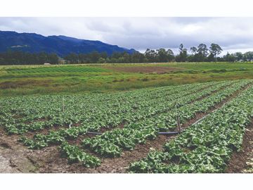 Vendo Finca en Tocancipa para Floricultura, Agrícultura y Ganadería.