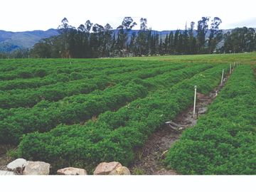 Vendo Finca en Tocancipa para Floricultura, Agrícultura y Ganadería.