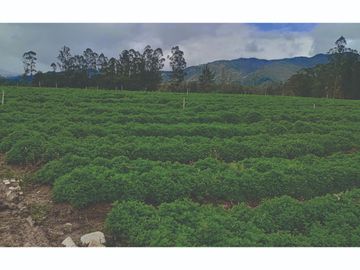 Vendo Finca en Tocancipa para Floricultura, Agrícultura y Ganadería.