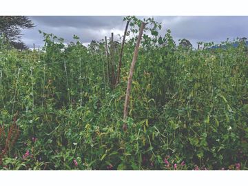 Vendo Finca en Tocancipa para Floricultura, Agrícultura y Ganadería.