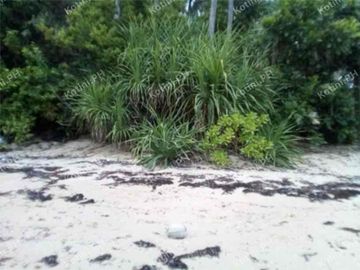 Beach Lot For Sale in Quezon Province