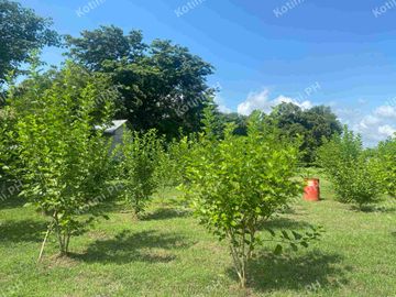 Farm Lot for Sale with Fruit-Bearing Trees