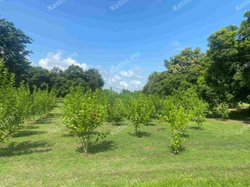 Farm Lot for Sale with Fruit-Bearing Trees