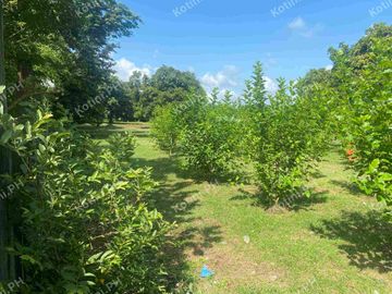 Farm Lot for Sale with Fruit-Bearing Trees