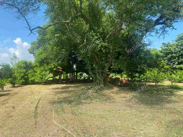 Farm Lot for Sale with Fruit-Bearing Trees