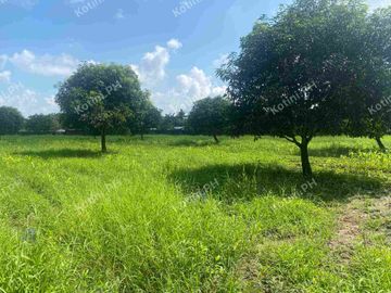 Farm Lot for Sale with Fruit-Bearing Trees