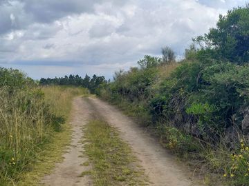 VENTA 9 HECTAREAS SECTOR CHIMBURLO TOCACHI