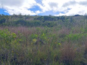 VENTA 9 HECTAREAS SECTOR CHIMBURLO TOCACHI