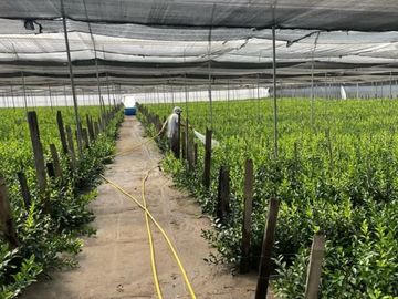Floricola de venta, sector Cochasqui