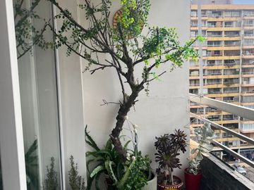 MARAVILLOSO DEPARTAMENTO TOTALMENTE REMODELADO BILBAO/DUQUECO LAS CONDES