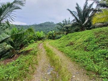 SE VENDE FINCA DE PALMA AFRICANA EN PRODUCCIÓN, 95 HAS. VICHE - QUININDÉ - ESMERALDAS - ECUADOR