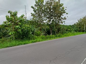 SE VENDE FINCA DE PALMA AFRICANA EN PRODUCCIÓN, 95 HAS. VICHE - QUININDÉ - ESMERALDAS - ECUADOR