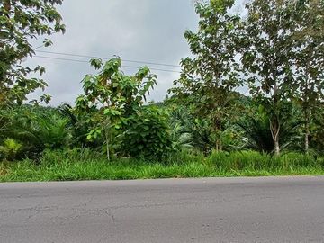 SE VENDE FINCA DE PALMA AFRICANA EN PRODUCCIÓN, 95 HAS. VICHE - QUININDÉ - ESMERALDAS - ECUADOR