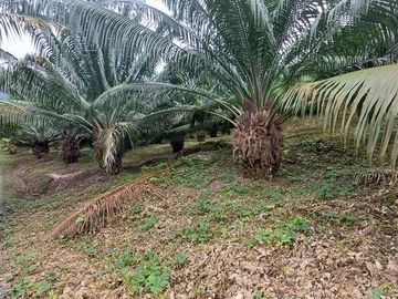 SE VENDE FINCA DE PALMA AFRICANA EN PRODUCCIÓN, 95 HAS. VICHE - QUININDÉ - ESMERALDAS - ECUADOR