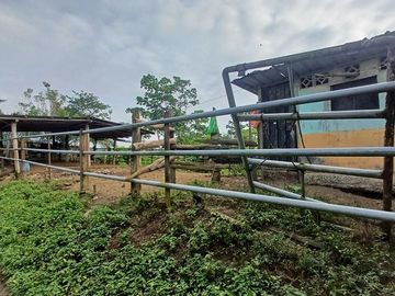 SE VENDE FINCA DE PALMA AFRICANA EN PRODUCCIÓN, 95 HAS. VICHE - QUININDÉ - ESMERALDAS - ECUADOR