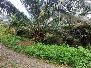 SE VENDE FINCA DE PALMA AFRICANA EN PRODUCCIÓN, 95 HAS. VICHE - QUININDÉ - ESMERALDAS - ECUADOR