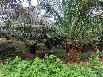 SE VENDE FINCA DE PALMA AFRICANA EN PRODUCCIÓN, 95 HAS. VICHE - QUININDÉ - ESMERALDAS - ECUADOR