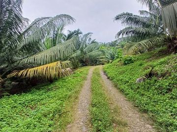 SE VENDE FINCA DE PALMA AFRICANA EN PRODUCCIÓN, 95 HAS. VICHE - QUININDÉ - ESMERALDAS - ECUADOR