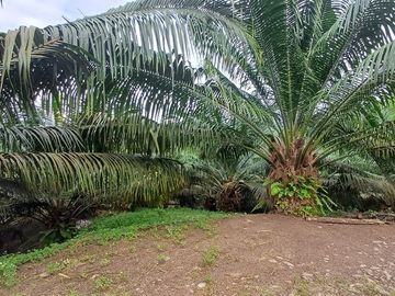 SE VENDE FINCA DE PALMA AFRICANA EN PRODUCCIÓN, 95 HAS. VICHE - QUININDÉ - ESMERALDAS - ECUADOR