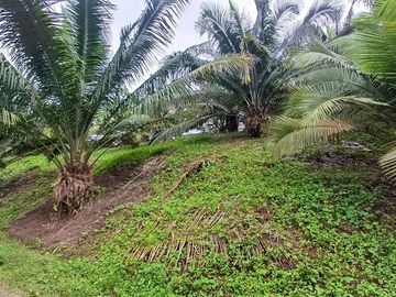 SE VENDE FINCA DE PALMA AFRICANA EN PRODUCCIÓN, 95 HAS. VICHE - QUININDÉ - ESMERALDAS - ECUADOR