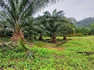 SE VENDE FINCA DE PALMA AFRICANA EN PRODUCCIÓN, 95 HAS. VICHE - QUININDÉ - ESMERALDAS - ECUADOR
