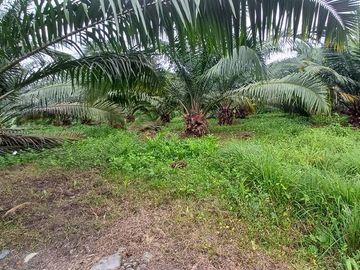 SE VENDE FINCA DE PALMA AFRICANA EN PRODUCCIÓN, 95 HAS. VICHE - QUININDÉ - ESMERALDAS - ECUADOR