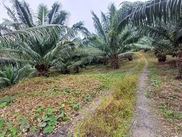 SE VENDE FINCA DE PALMA AFRICANA EN PRODUCCIÓN, 95 HAS. VICHE - QUININDÉ - ESMERALDAS - ECUADOR