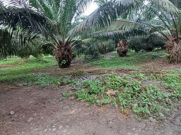 SE VENDE FINCA DE PALMA AFRICANA EN PRODUCCIÓN, 95 HAS. VICHE - QUININDÉ - ESMERALDAS - ECUADOR