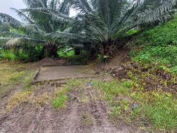 SE VENDE FINCA DE PALMA AFRICANA EN PRODUCCIÓN, 95 HAS. VICHE - QUININDÉ - ESMERALDAS - ECUADOR