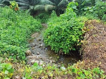 SE VENDE FINCA DE PALMA AFRICANA EN PRODUCCIÓN, 95 HAS. VICHE - QUININDÉ - ESMERALDAS - ECUADOR