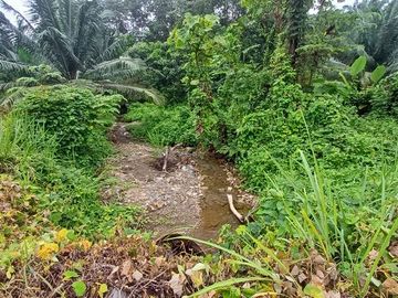 SE VENDE FINCA DE PALMA AFRICANA EN PRODUCCIÓN, 95 HAS. VICHE - QUININDÉ - ESMERALDAS - ECUADOR