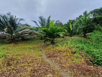 SE VENDE FINCA DE PALMA AFRICANA EN PRODUCCIÓN, 95 HAS. VICHE - QUININDÉ - ESMERALDAS - ECUADOR