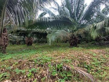 SE VENDE FINCA DE PALMA AFRICANA EN PRODUCCIÓN, 95 HAS. VICHE - QUININDÉ - ESMERALDAS - ECUADOR