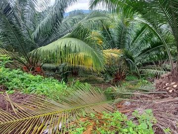 SE VENDE FINCA DE PALMA AFRICANA EN PRODUCCIÓN, 95 HAS. VICHE - QUININDÉ - ESMERALDAS - ECUADOR