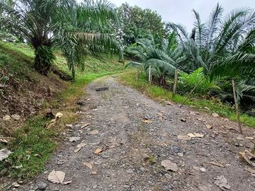SE VENDE FINCA DE PALMA AFRICANA EN PRODUCCIÓN, 95 HAS. VICHE - QUININDÉ - ESMERALDAS - ECUADOR