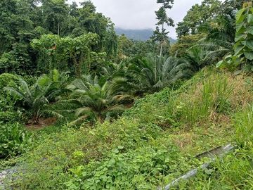 SE VENDE FINCA DE PALMA AFRICANA EN PRODUCCIÓN, 95 HAS. VICHE - QUININDÉ - ESMERALDAS - ECUADOR