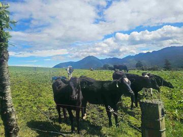 Hacienda Ganadera de venta en Aloag