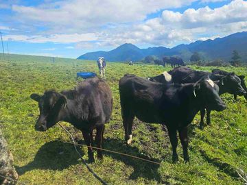 Hacienda Ganadera de venta en Aloag