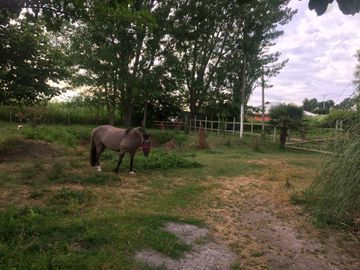 SE VENDE TERRENO AGRICOLA, CAMINO A LA TERMAS DE CHILLAN, SECTOR PINTO, MACAL ALTO, REGIÓN DE ÑUBLE