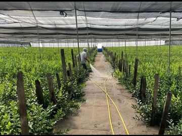 ¡DE OPORTUNIDAD! FINCA FLORICOLA EN VENTA, COCHAQUI