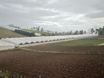 ¡DE OPORTUNIDAD! FINCA FLORICOLA EN VENTA, COCHAQUI