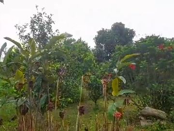 VENTA FINCA PRODUCTIVA LA CUMBRE