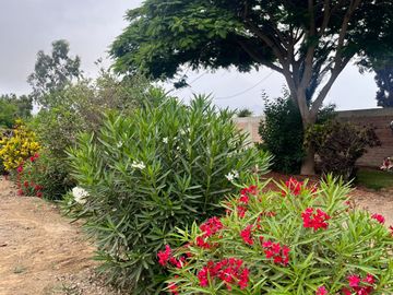 Venta Terreno desde 850 m² en Condominio de Casas de Campo – Asia