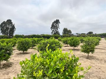 Venta Terreno desde 850 m² en Condominio de Casas de Campo – Asia