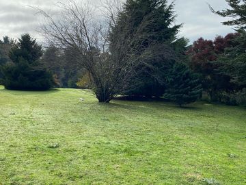 Parcela 5.000 m2 en hermoso entorno verde, frondoso.  Calles pavimentadas a un paso de la ciudad de Temuco.