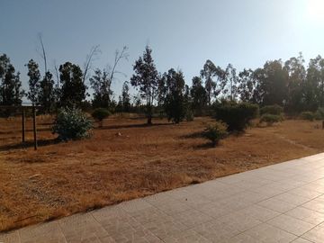 Cyber por 30 días, Foresta de Zapallar